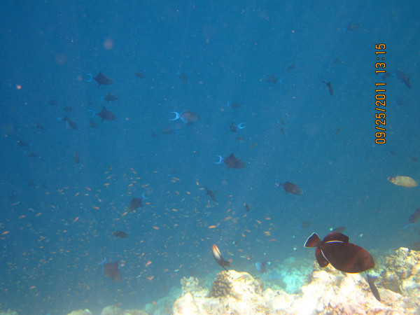 马尔代夫自助游图片