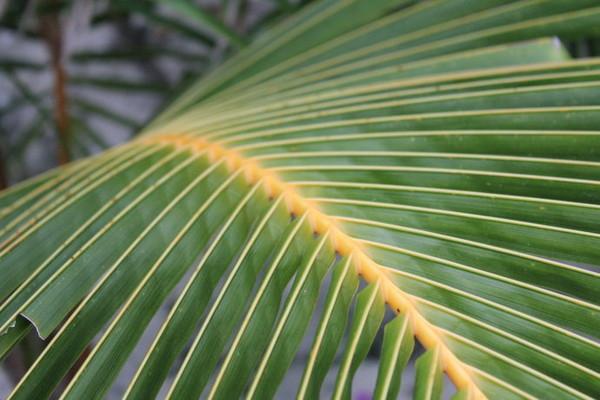 安娜塔拉岛自助游图片