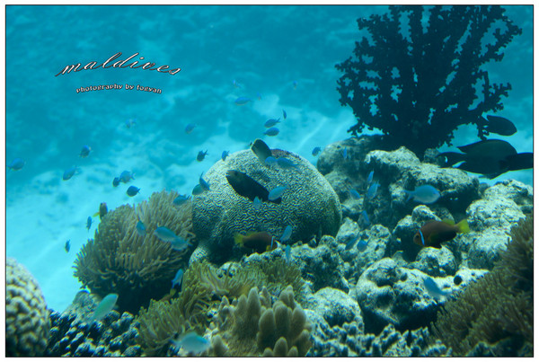 马尔代夫自助游图片