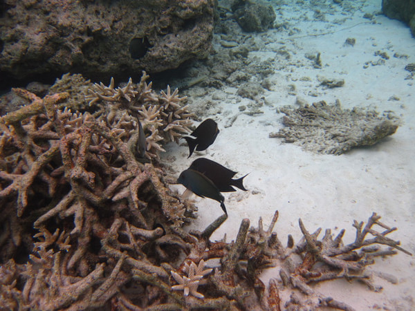 马尔代夫旅游攻略图片 马尔代夫旅游攻略图片