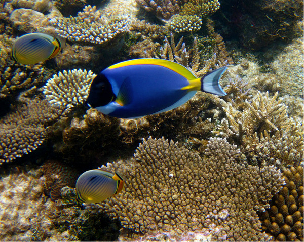 马尔代夫景点图片