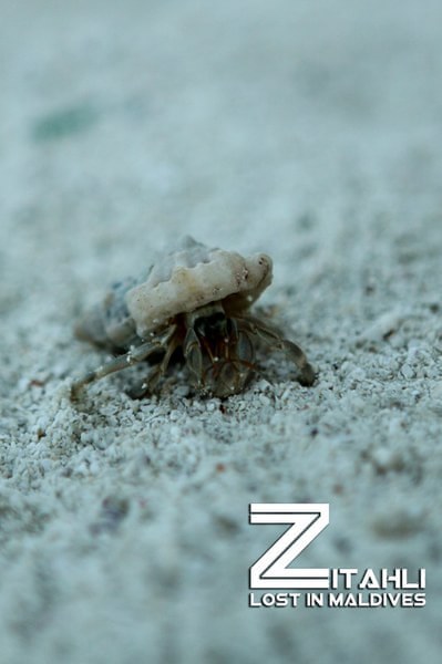 马尔代夫自助游图片