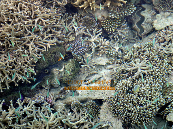 马尔代夫自助游图片 马尔代夫自助游图片