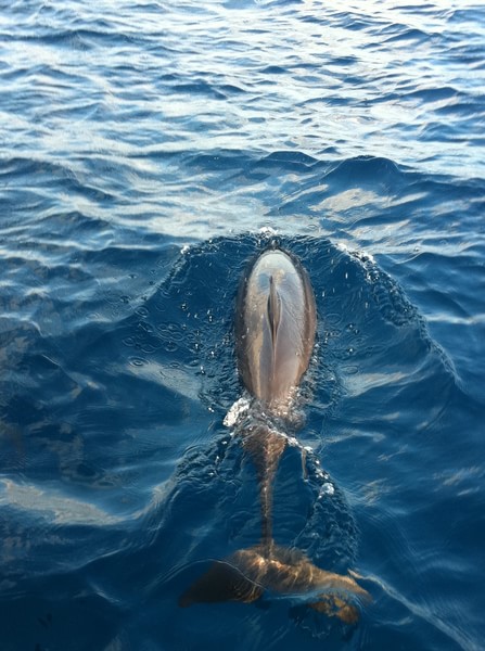 马尔代夫旅游攻略图片