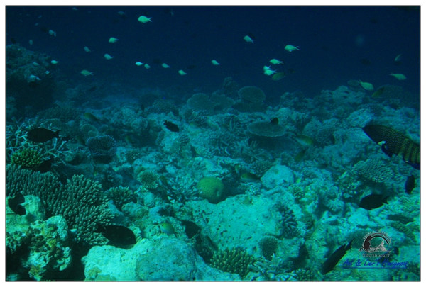 马尔代夫自助游图片