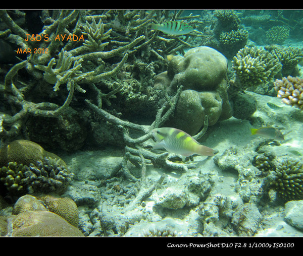 马尔代夫自助游图片