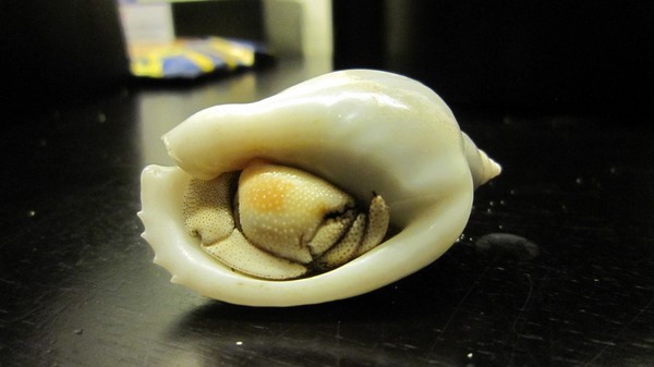 马尔代夫景点图片