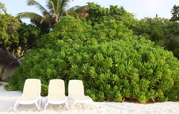 马尔代夫自助游图片