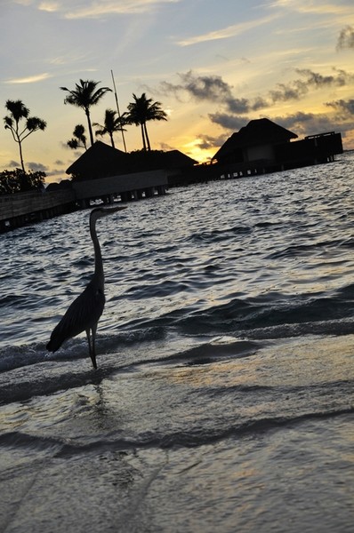 马尔代夫景点图片