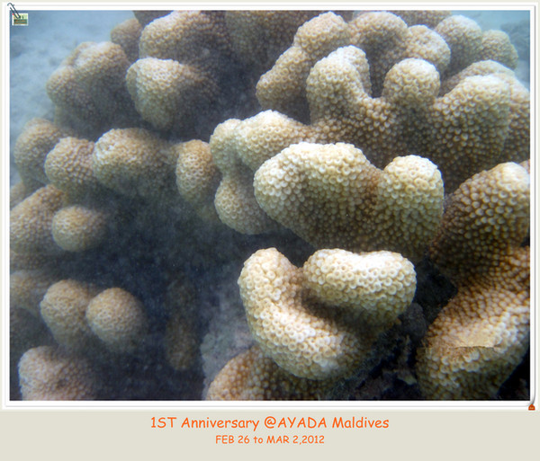 马尔代夫景点图片