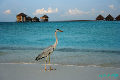 蓝色梦幻-马尔代夫,马尔代夫游记，海岸线假期