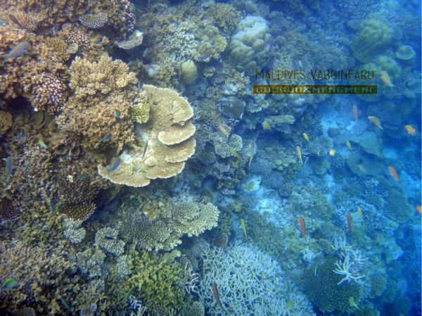 马尔代夫图片 马尔代夫图片