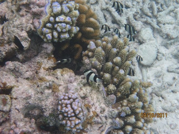 马尔代夫旅游攻略图片