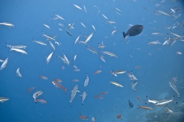 马尔代夫自助游图片