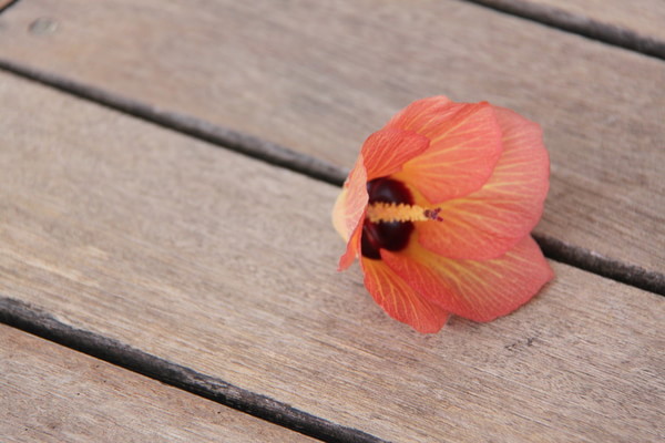 马尔代夫旅游攻略图片 马尔代夫旅游攻略图片