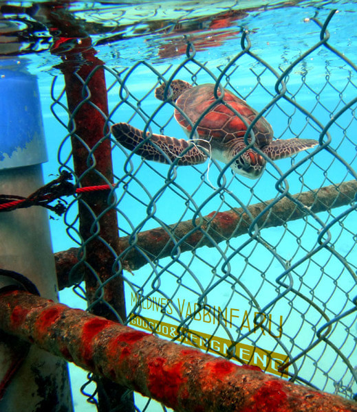 马尔代夫图片 马尔代夫图片