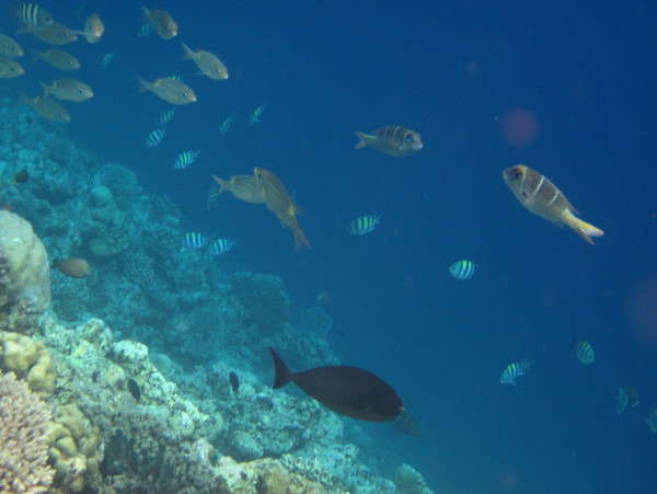 马尔代夫景点图片