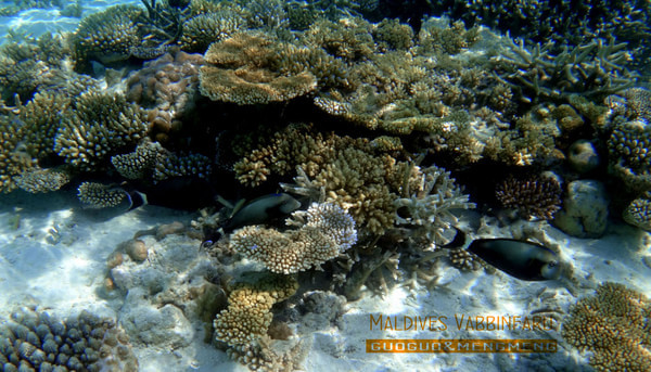 马尔代夫图片 马尔代夫图片