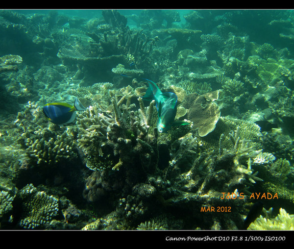 马尔代夫自助游图片