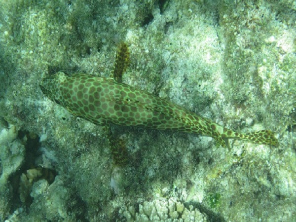 马尔代夫旅游攻略图片