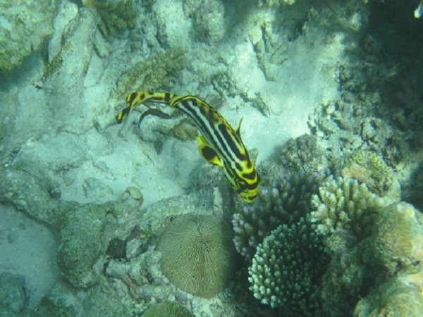 马尔代夫景点图片