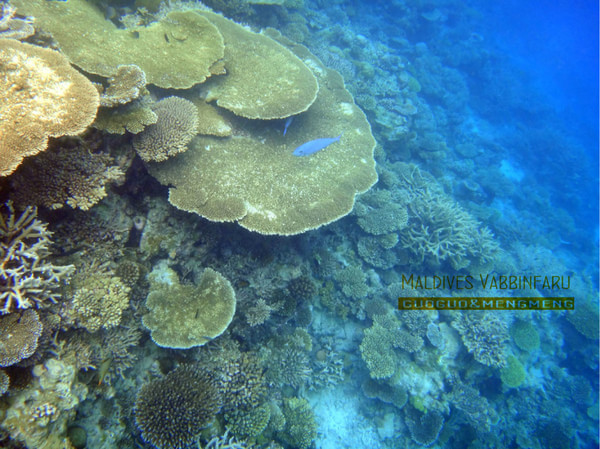 马尔代夫自助游图片 马尔代夫自助游图片