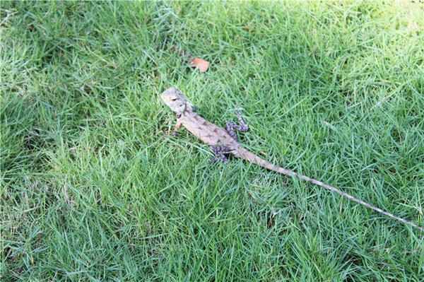 马尔代夫自助游图片