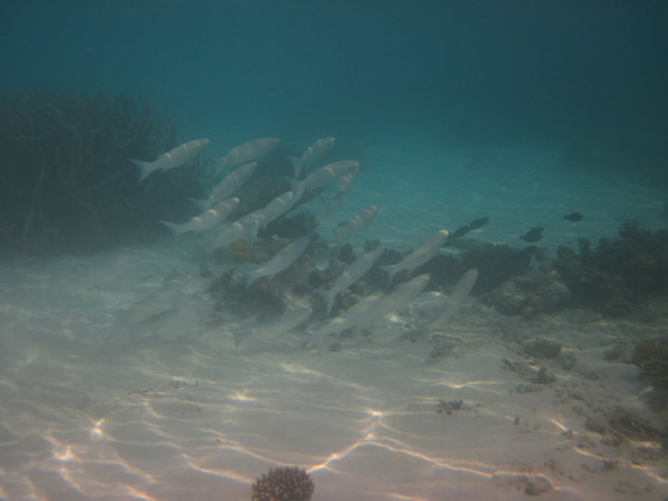 马尔代夫自助游图片 马尔代夫自助游图片