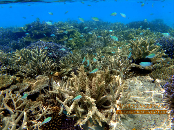 马尔代夫图片 马尔代夫图片