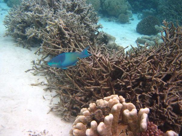 马尔代夫自助游图片 马尔代夫自助游图片