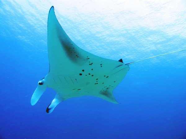 马尔代夫景点图片