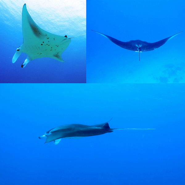 马尔代夫旅游攻略图片