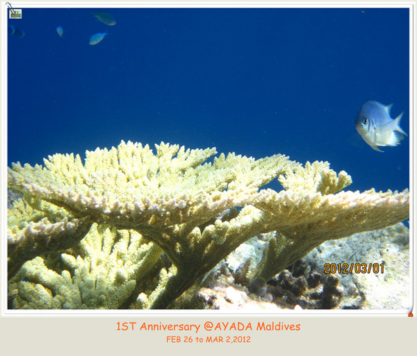 马尔代夫旅游攻略图片