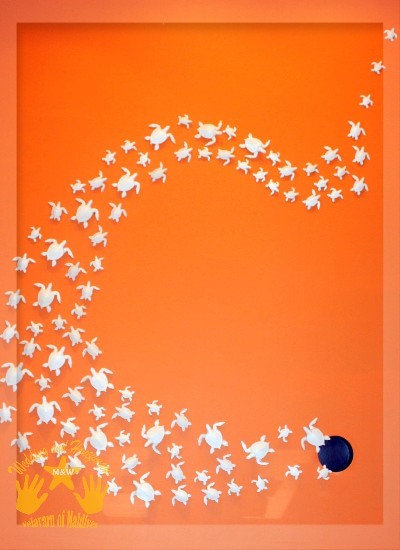 马尔代夫自助游图片 马尔代夫自助游图片