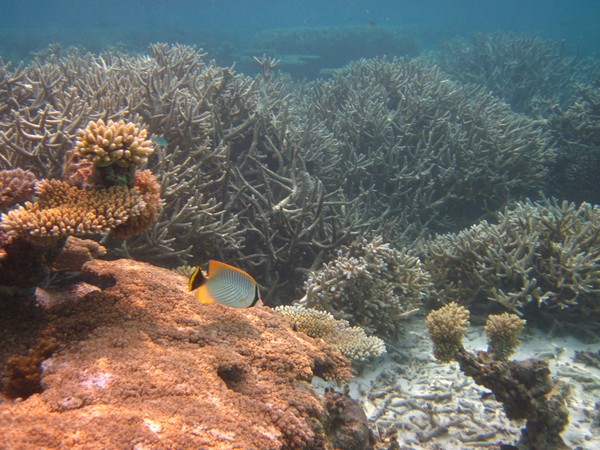 马尔代夫自助游图片 马尔代夫自助游图片