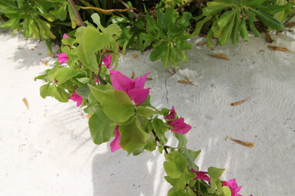 安娜塔拉岛景点图片