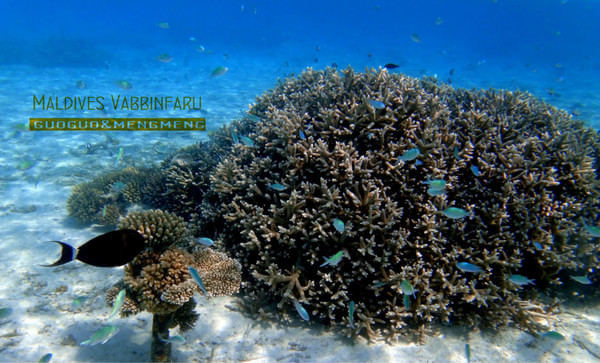 马尔代夫旅游攻略图片 马尔代夫旅游攻略图片