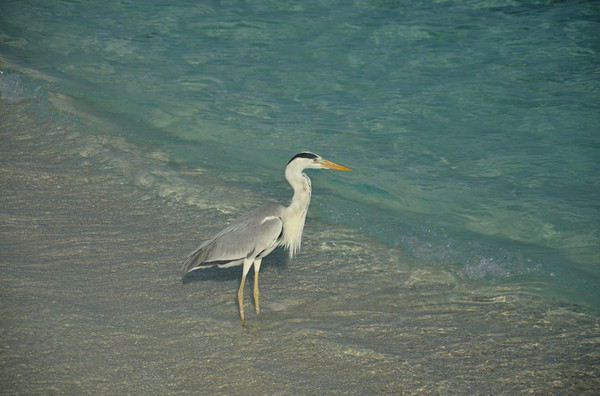 马尔代夫自助游图片