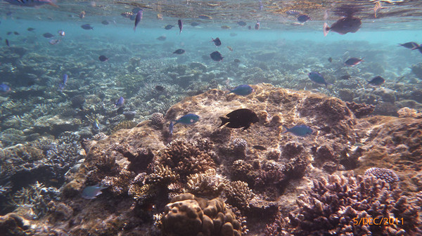 马尔代夫自助游图片