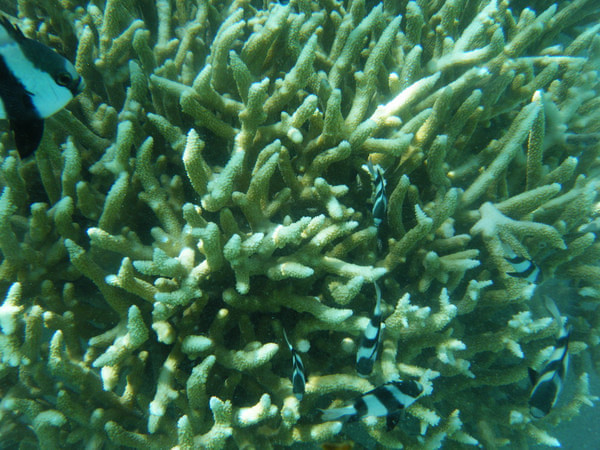 马尔代夫自助游图片