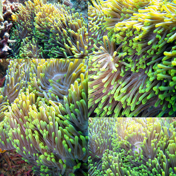 马尔代夫景点图片