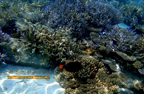 马尔代夫图片 马尔代夫图片