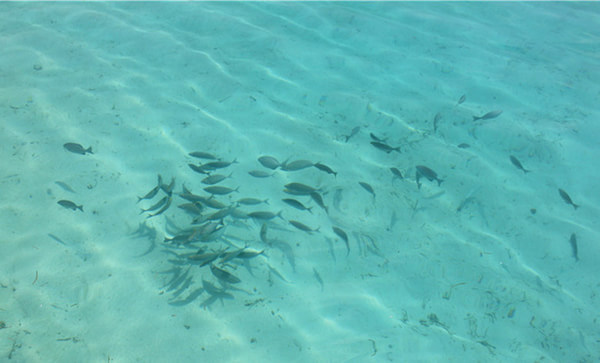 马尔代夫景点图片