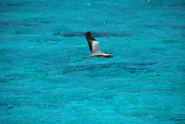 马尔代夫景点图片