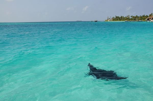 马尔代夫自助游图片 马尔代夫自助游图片
