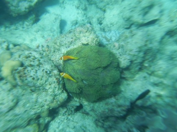 马尔代夫自助游图片