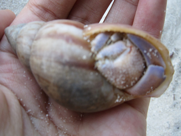 马尔代夫自助游图片