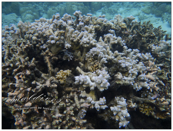 马尔代夫自助游图片