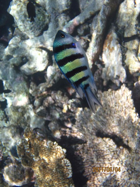 马尔代夫景点图片