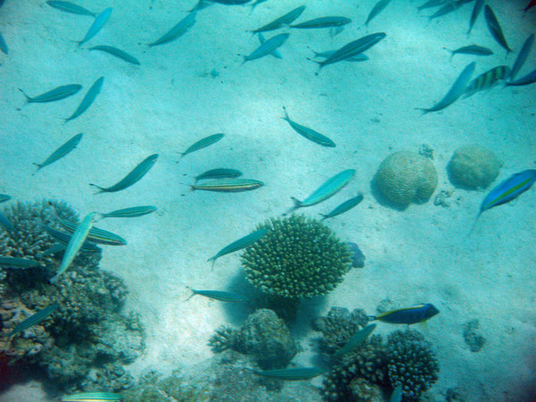 马尔代夫旅游攻略图片